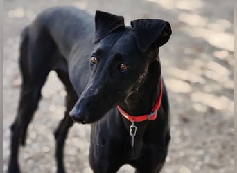 India2 geb. 07/2023 (ESP) - sehr freundliche und soziale, hübsche Galga!