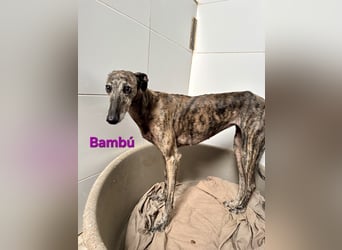 Bambú geb. 08/2019 (ESP) - diese sanfte Galga sucht erfahrene Menschen!