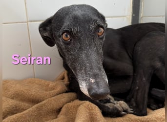 Seiran geb. 07/2019 (ESP) - liebevolle und ausgeglichene Galga sucht das Glück!