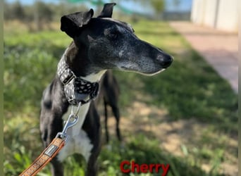 Cherry geb. 10/2021 (ESP) - wunderschöne, soziale Galga sucht ihre Menschen!