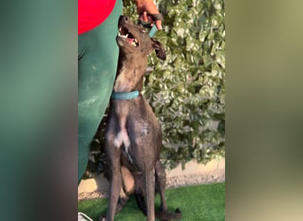 Atenea - hübsche, sanfte Galga / z.Zt. in Spanien