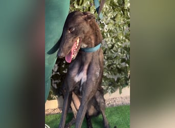 Atenea - hübsche, sanfte Galga / z.Zt. in Spanien