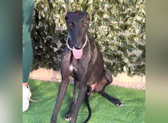 Cayetano - freundlicher, sanfter Galgo / z.Zt. noch in Spanien