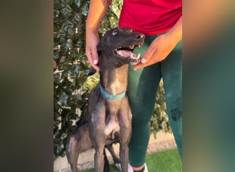 Atenea - hübsche, sanfte Galga / z.Zt. in Spanien
