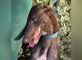 Atenea - hübsche, sanfte Galga / z.Zt. in Spanien