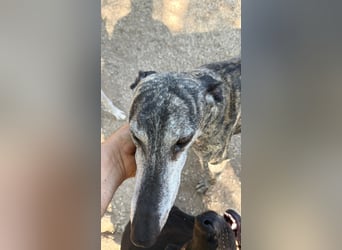 Faraón - lieber, sanfter Galgo sucht seine Chance
