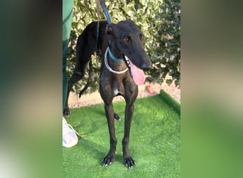Cayetano - freundlicher, sanfter Galgo / z.Zt. noch in Spanien