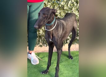 Cayetano - freundlicher, sanfter Galgo / z.Zt. noch in Spanien