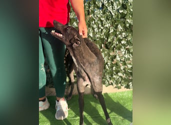 Atenea - hübsche, sanfte Galga / z.Zt. in Spanien