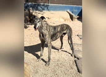 Faraón - lieber, sanfter Galgo sucht seine Chance