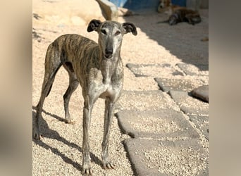 Faraón - lieber, sanfter Galgo sucht seine Chance