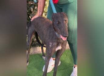 Atenea - hübsche, sanfte Galga / z.Zt. in Spanien