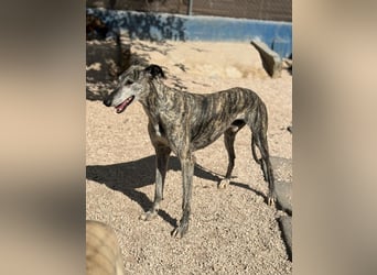 Faraón - lieber, sanfter Galgo sucht seine Chance