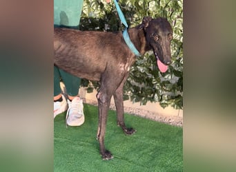Atenea - hübsche, sanfte Galga / z.Zt. in Spanien