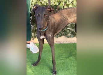 Atenea - hübsche, sanfte Galga / z.Zt. in Spanien