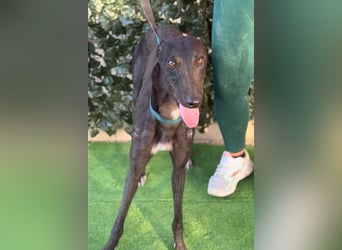 Atenea - hübsche, sanfte Galga / z.Zt. in Spanien