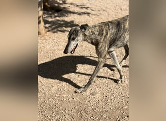Faraón - lieber, sanfter Galgo sucht seine Chance
