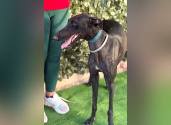 Cayetano - freundlicher, sanfter Galgo / z.Zt. noch in Spanien