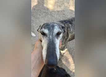 Faraón - lieber, sanfter Galgo sucht seine Chance