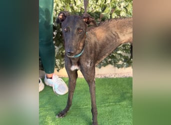 Atenea - hübsche, sanfte Galga / z.Zt. in Spanien