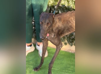 Atenea - hübsche, sanfte Galga / z.Zt. in Spanien