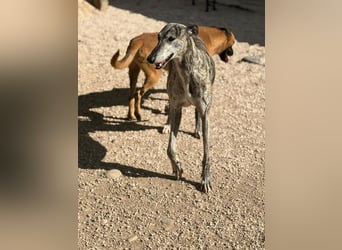 Faraón - lieber, sanfter Galgo sucht seine Chance