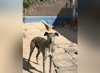 Faraón - lieber, sanfter Galgo sucht seine Chance