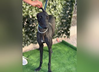 Cayetano - freundlicher, sanfter Galgo / z.Zt. noch in Spanien