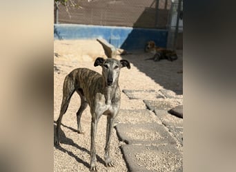 Faraón - lieber, sanfter Galgo sucht seine Chance