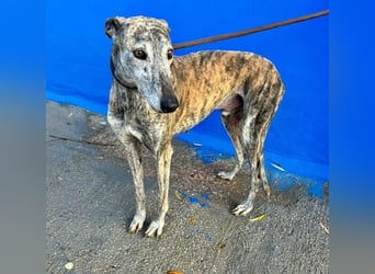 BONITO der feine Seelenhund