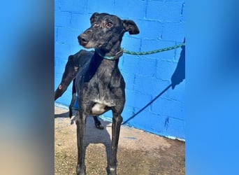 COULANT ein ruhiger Charakter