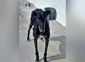 COULANT ein ruhiger Charakter