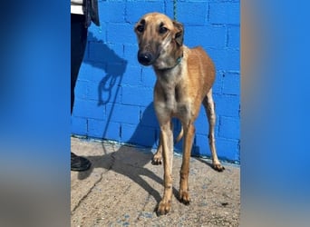 MARSHALL ein Sonnenschein