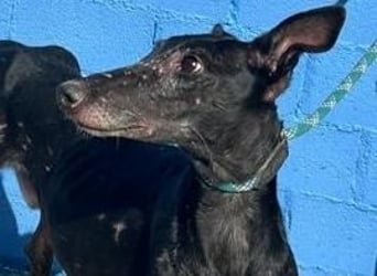 COULANT ein ruhiger Charakter