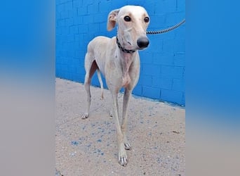 COCO der liebenswerte Rüde