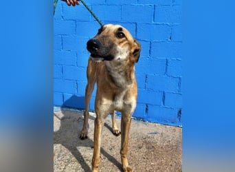 MARSHALL ein Sonnenschein