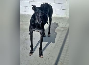 COULANT ein ruhiger Charakter