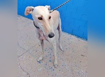 COCO der liebenswerte Rüde