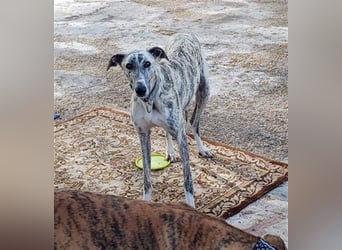 Baylis, charmant verschmust einfühlsam und liebevoll