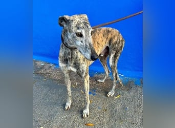 BONITO der feine Seelenhund