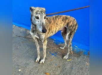 BONITO der feine Seelenhund