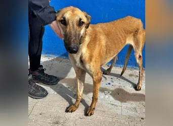 MARSHALL ein Sonnenschein