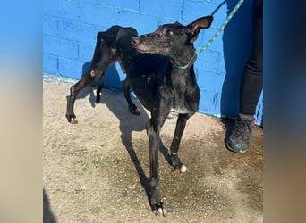 COULANT ein ruhiger Charakter