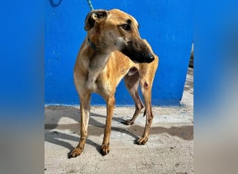 MARSHALL ein Sonnenschein