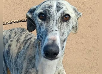 Baylis, charmant verschmust einfühlsam und liebevoll