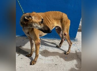 MARSHALL ein Sonnenschein