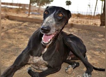 Tango, charmanter, liebesbedürftiger lustiger Galgo Mann