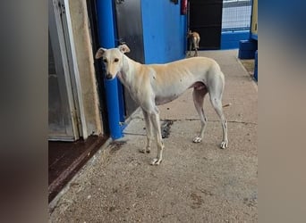 COCO der liebenswerte Rüde