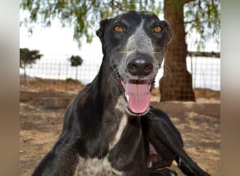 Tango, charmanter, liebesbedürftiger lustiger Galgo Mann