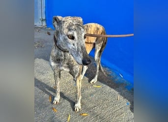 BONITO der feine Seelenhund